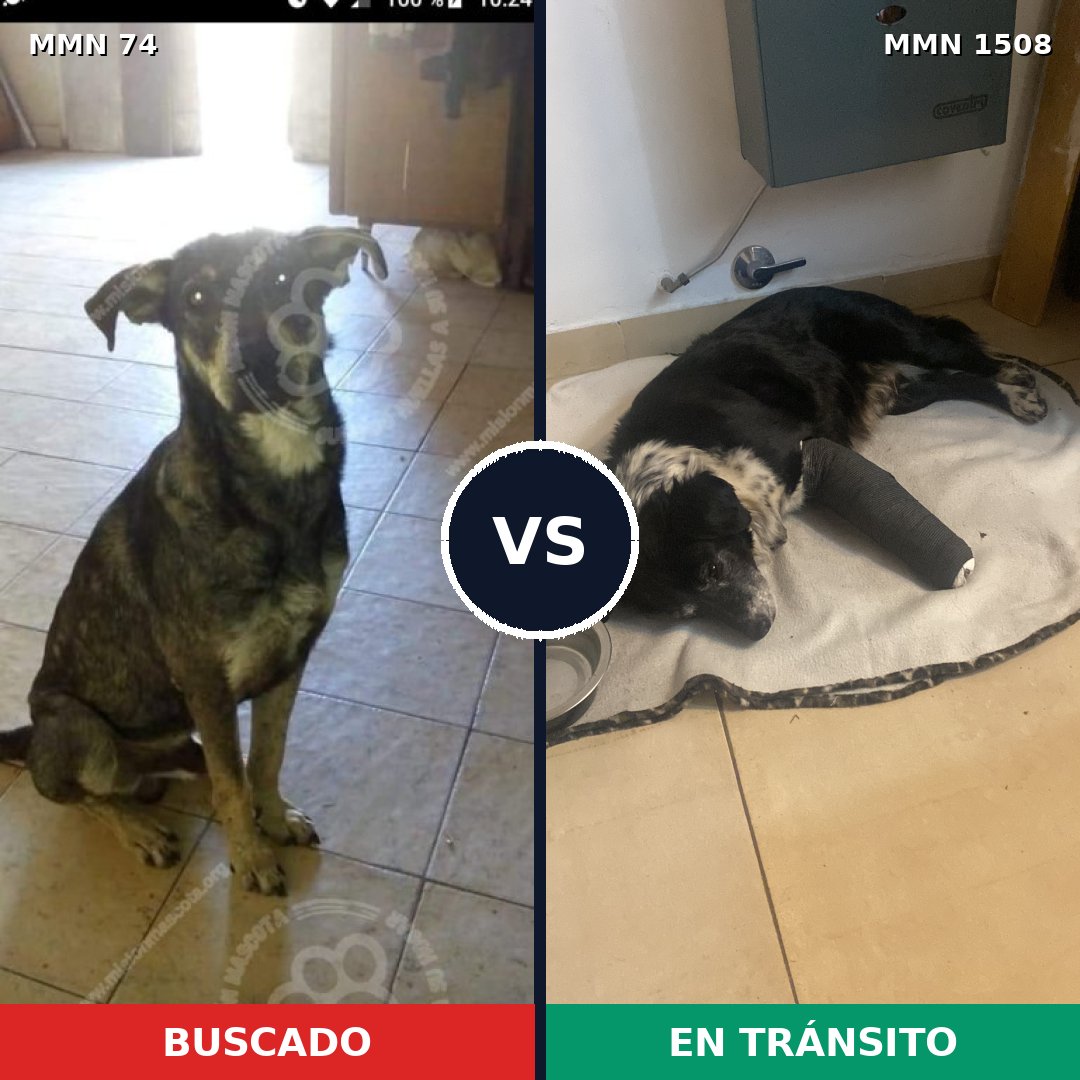 Comparativa MMS 27403: mascota perdida y mascota encontrada, 61% de similitud