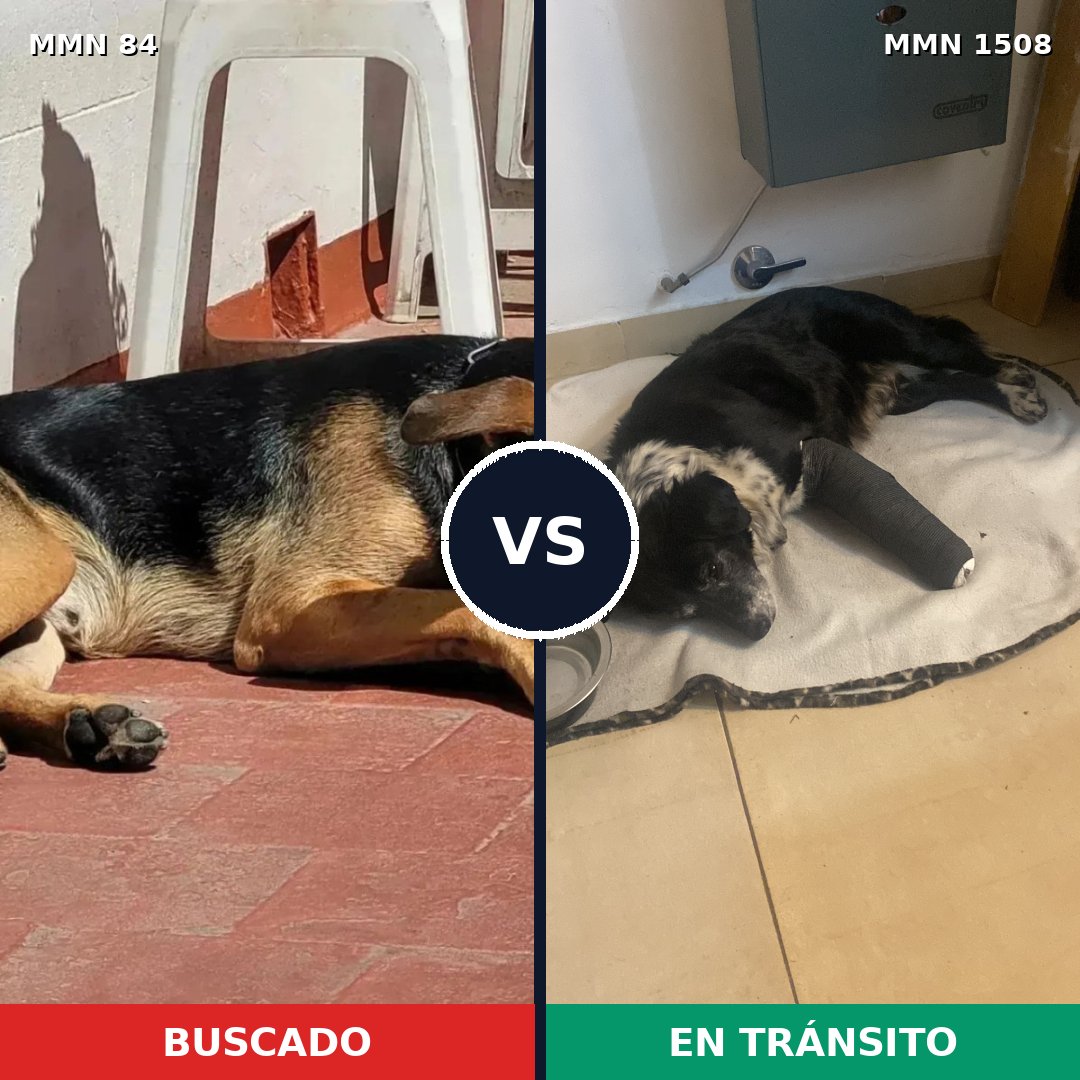 Comparativa MMS 27404: mascota perdida y mascota encontrada, 60% de similitud