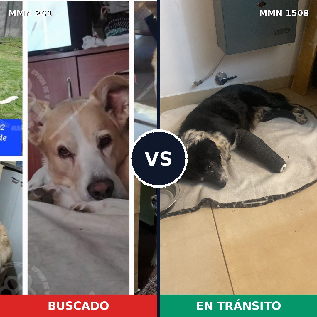 Comparativa MMS 27407: mascota perdida y mascota encontrada, 73% de similitud