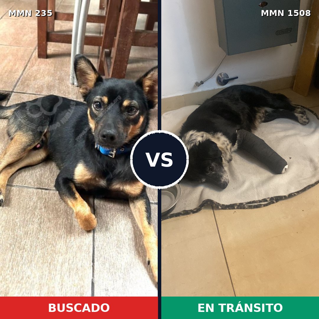 Comparativa MMS 27408: mascota perdida y mascota encontrada, 59% de similitud