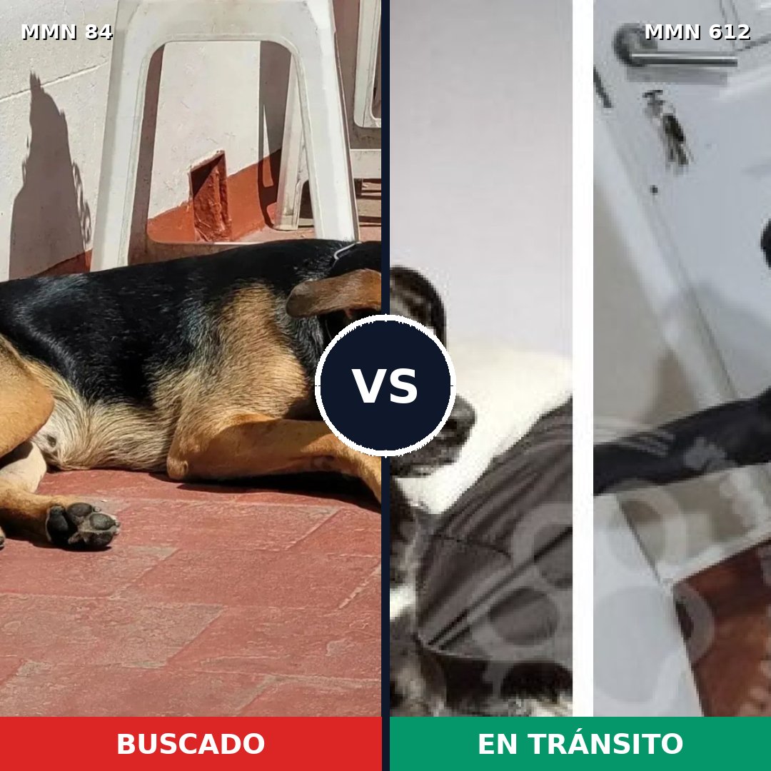 Comparativa MMS 2741: mascota perdida y mascota encontrada, 71% de similitud