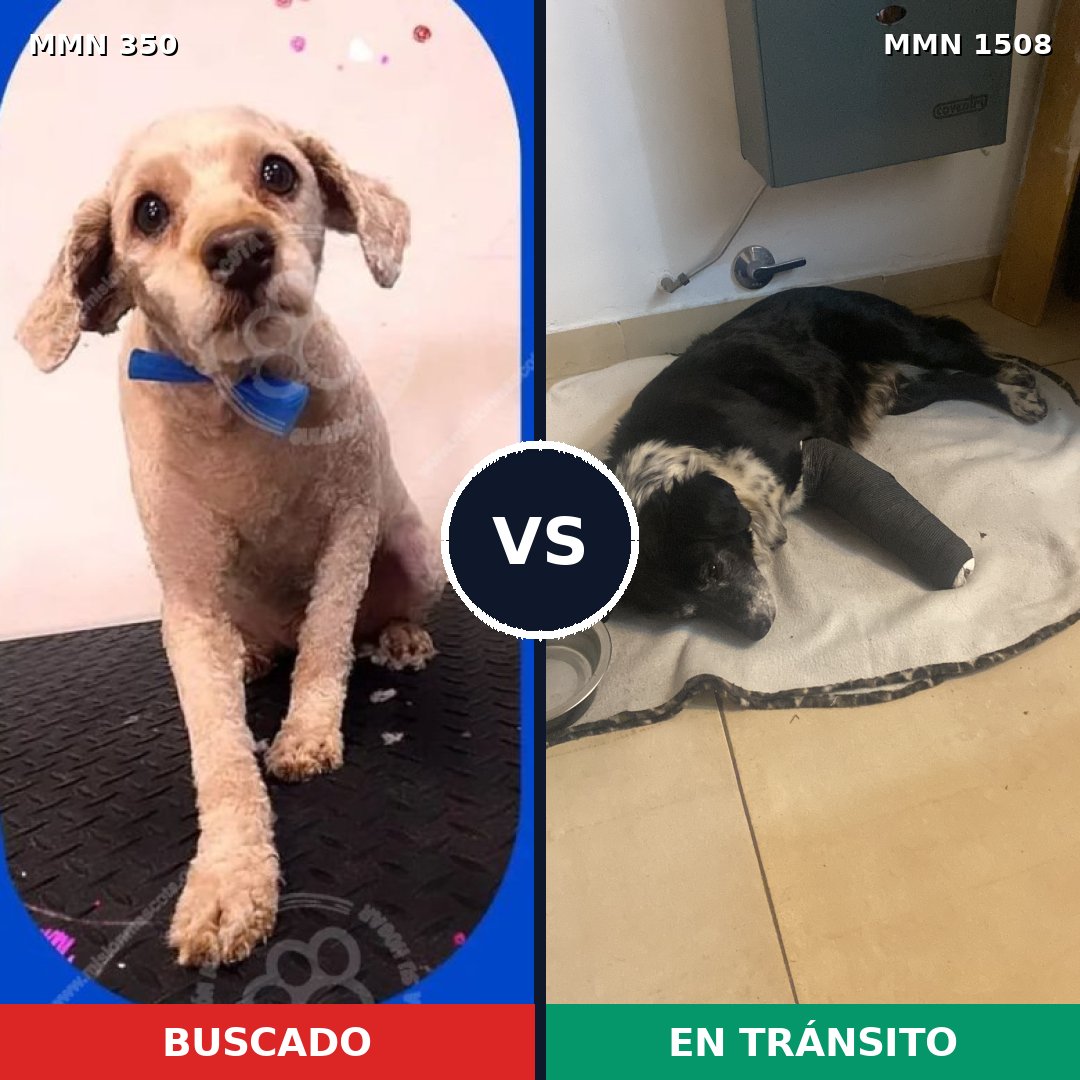 Comparativa MMS 27411: mascota perdida y mascota encontrada, 52% de similitud