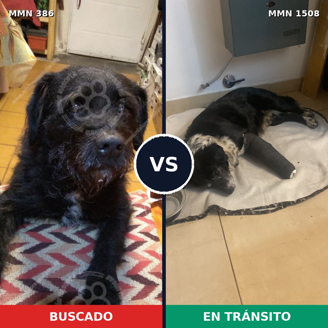 Comparativa MMS 27412: mascota perdida y mascota encontrada, 81% de similitud