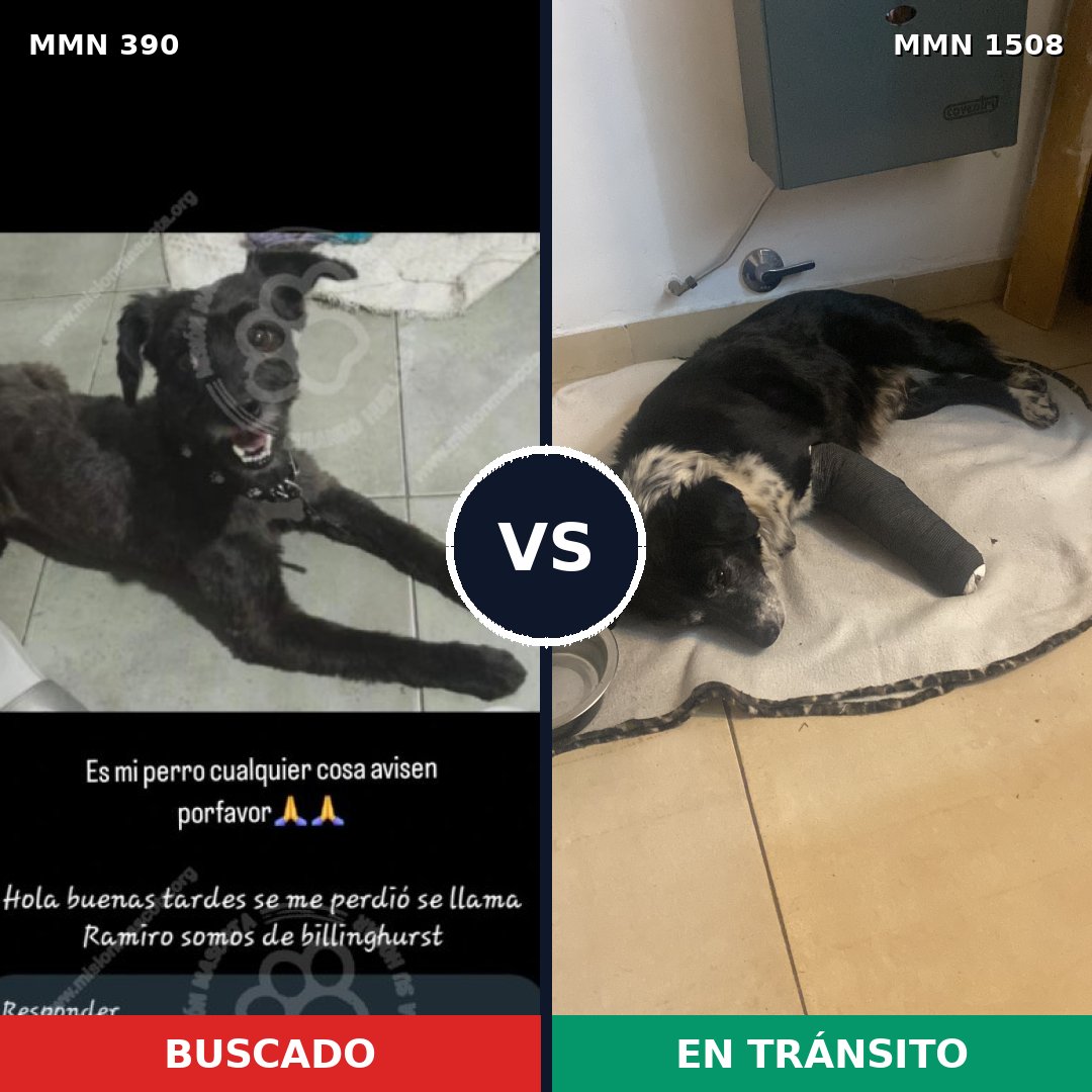 Comparativa MMS 27413: mascota perdida y mascota encontrada, 56% de similitud