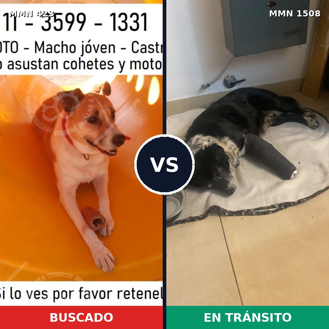 Comparativa MMS 27416: mascota perdida y mascota encontrada, 73% de similitud