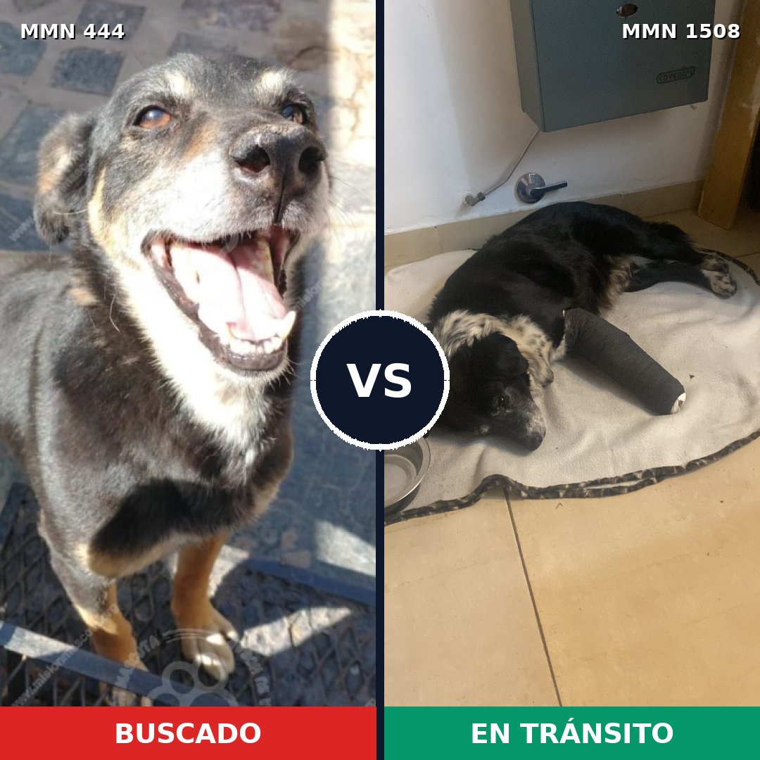 Comparativa MMS 27418: mascota perdida y mascota encontrada, 60% de similitud