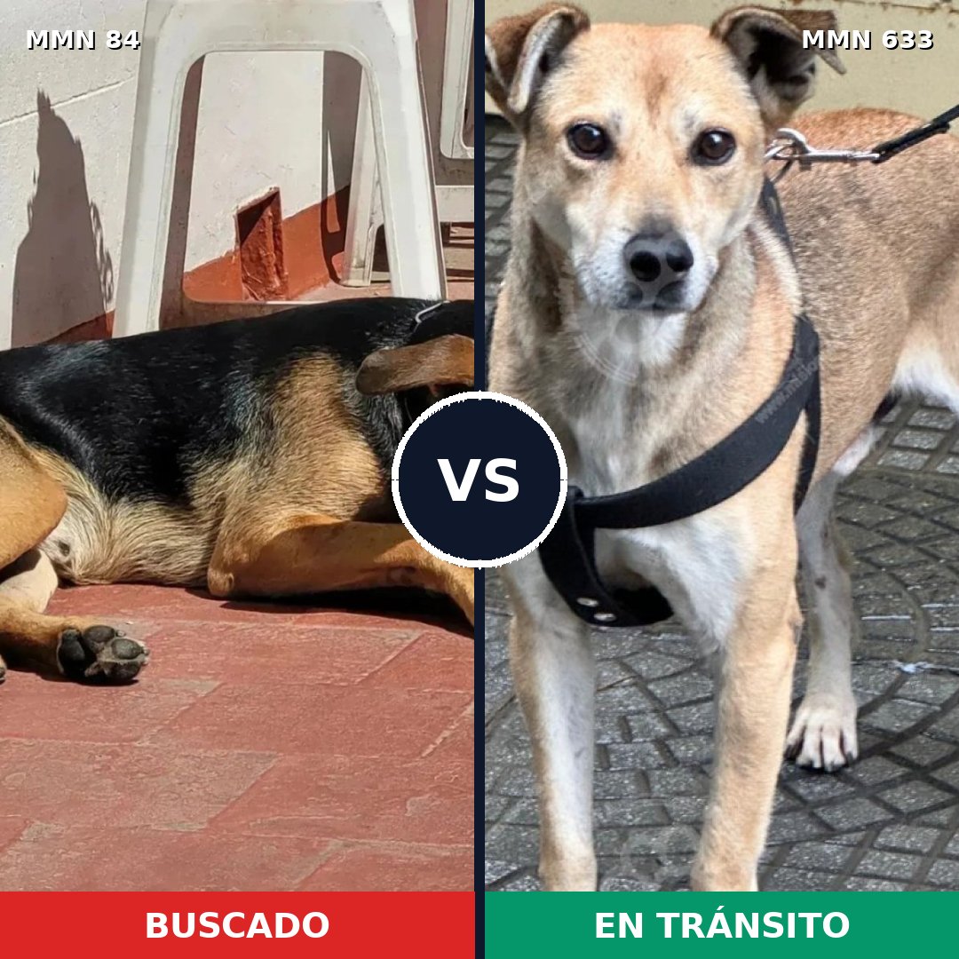 Comparativa MMS 2742: mascota perdida y mascota encontrada, 63% de similitud