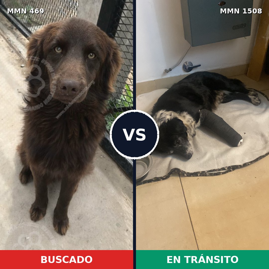 Comparativa MMS 27420: mascota perdida y mascota encontrada, 64% de similitud