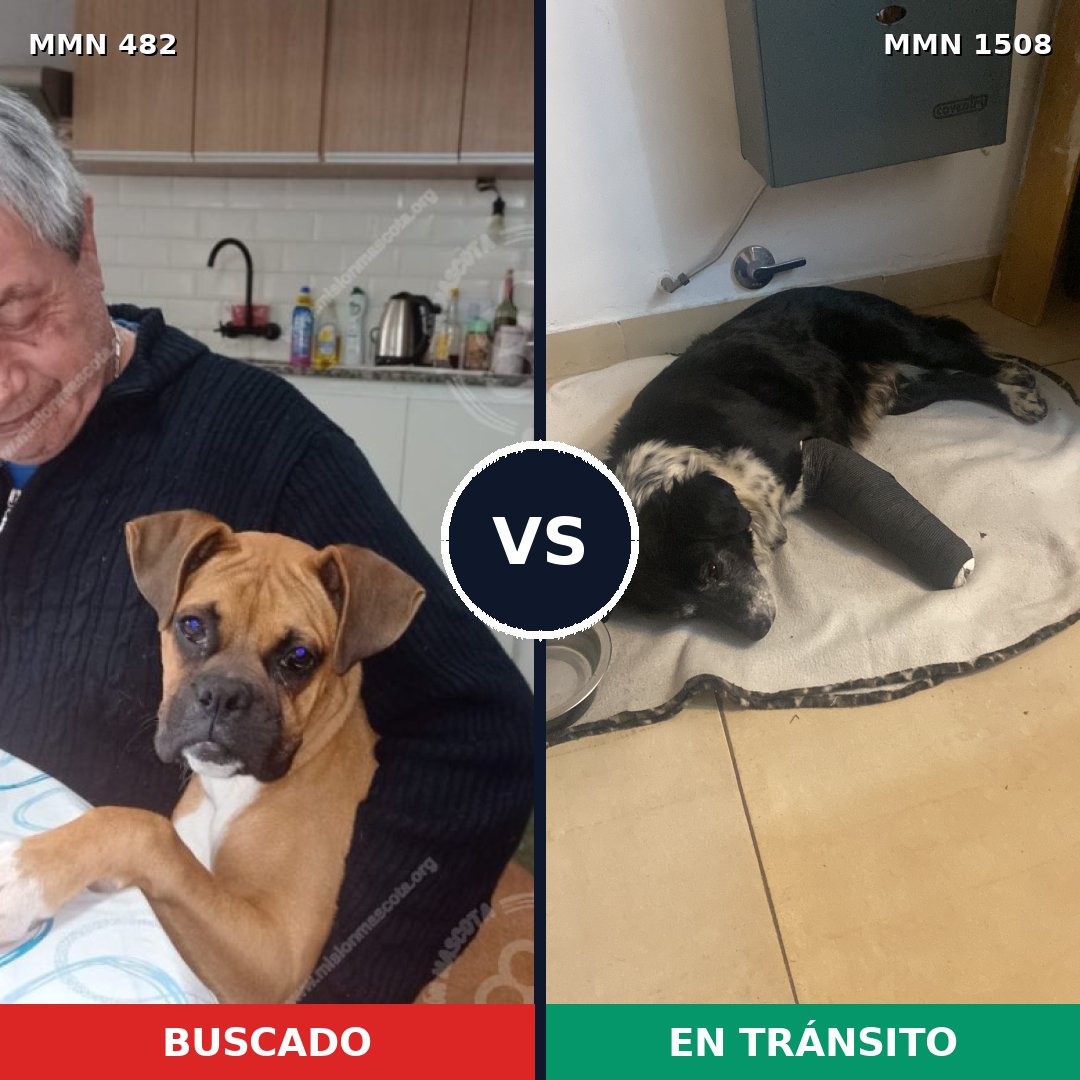 Comparativa MMS 27422: mascota perdida y mascota encontrada, 47% de similitud