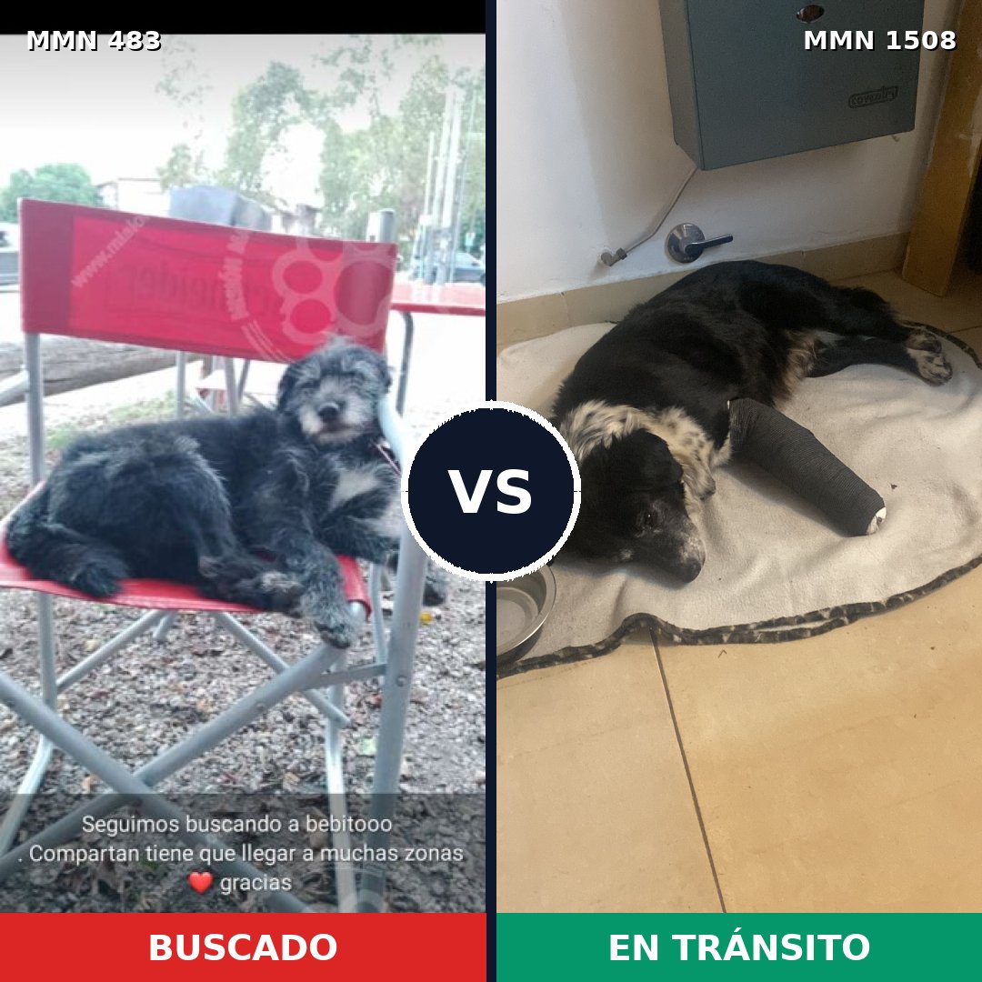 Comparativa MMS 27423: mascota perdida y mascota encontrada, 82% de similitud