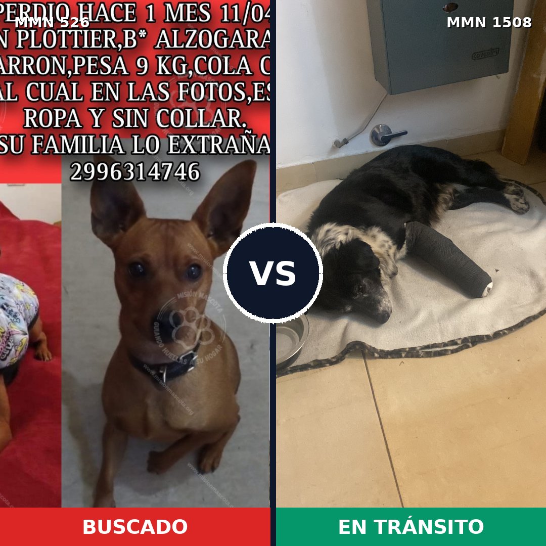 Comparativa MMS 27426: mascota perdida y mascota encontrada, 32% de similitud