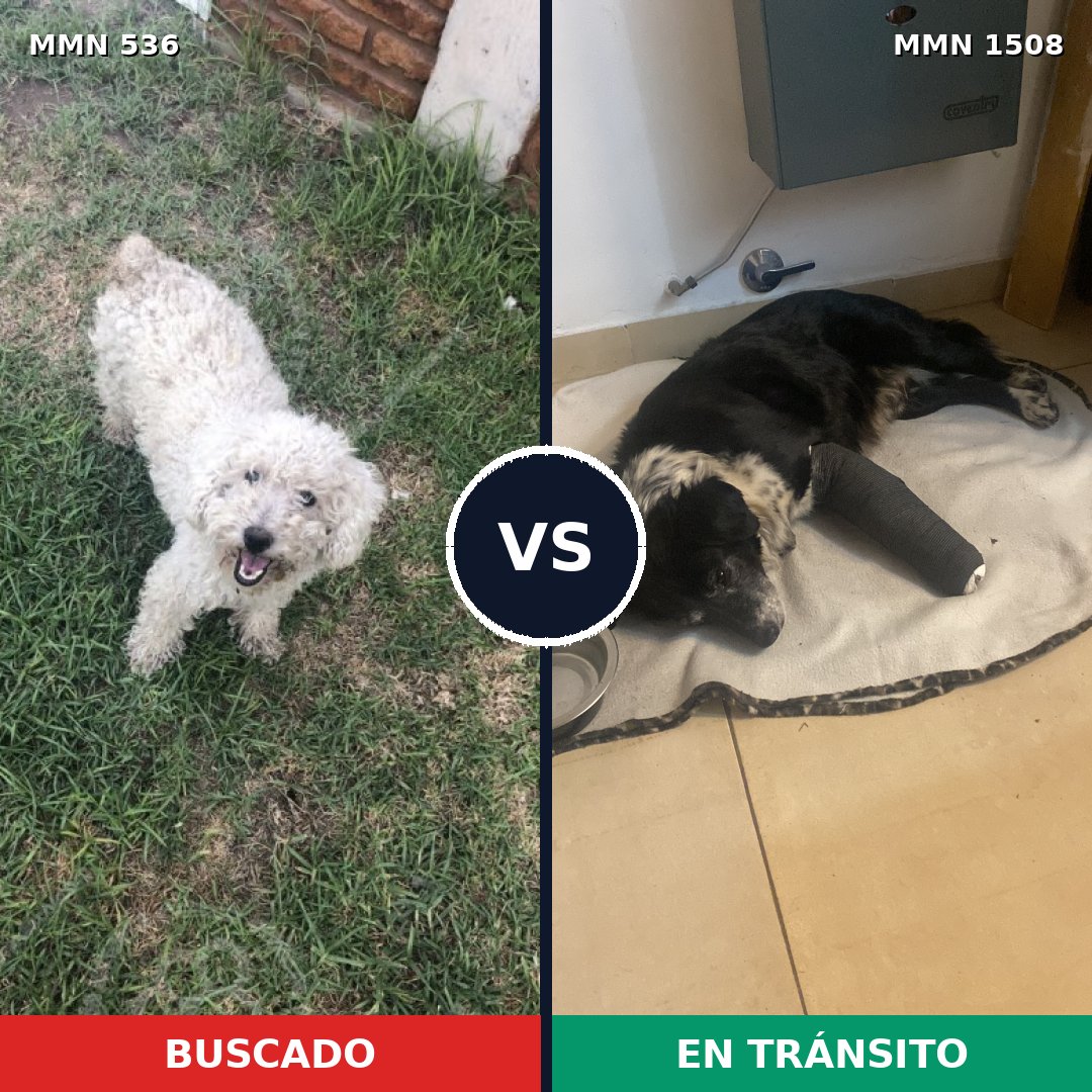 Comparativa MMS 27428: mascota perdida y mascota encontrada, 48% de similitud