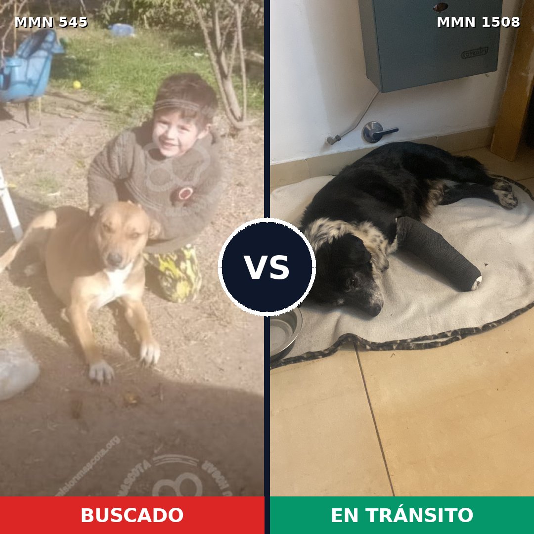 Comparativa MMS 27429: mascota perdida y mascota encontrada, 58% de similitud