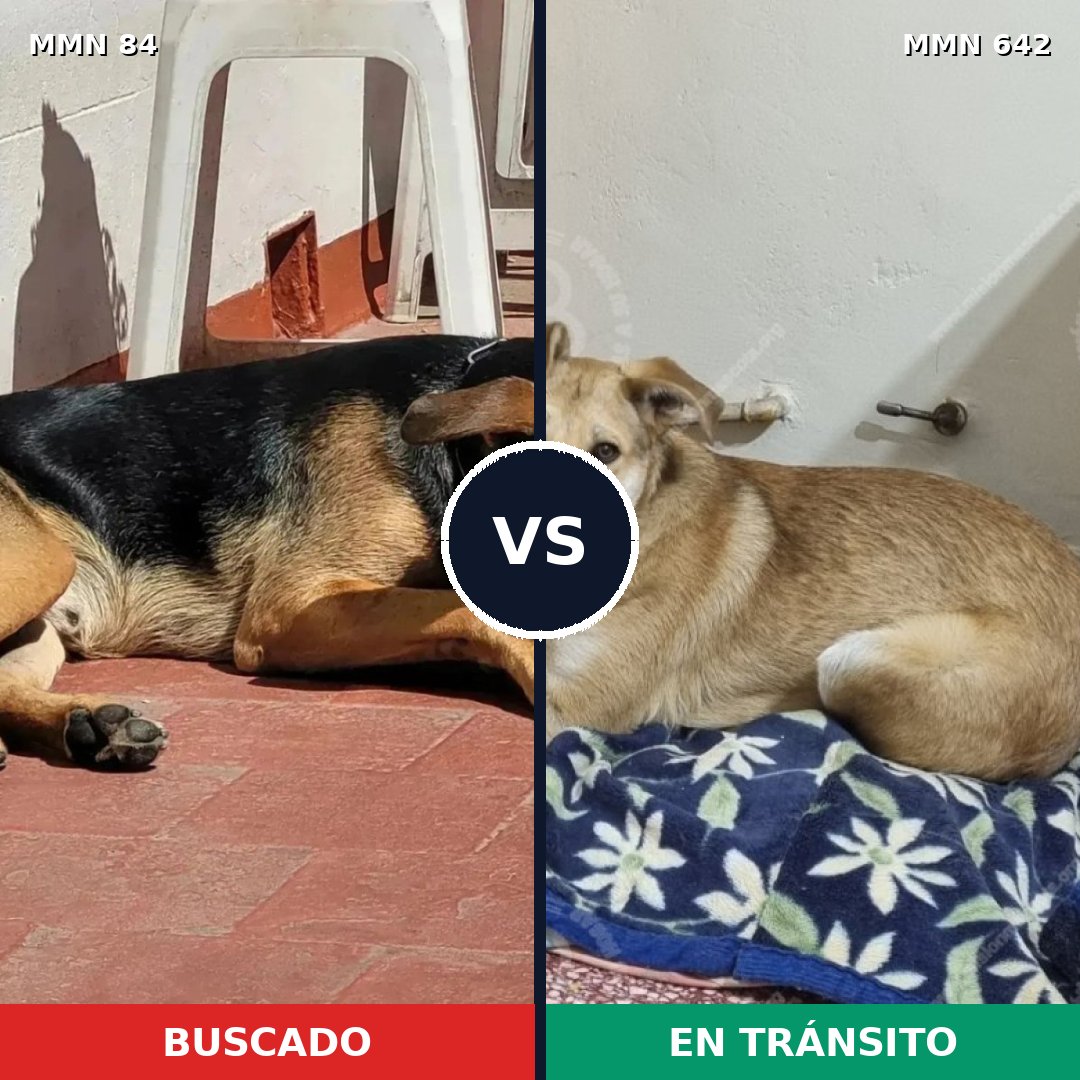 Comparativa MMS 2743: mascota perdida y mascota encontrada, 69% de similitud