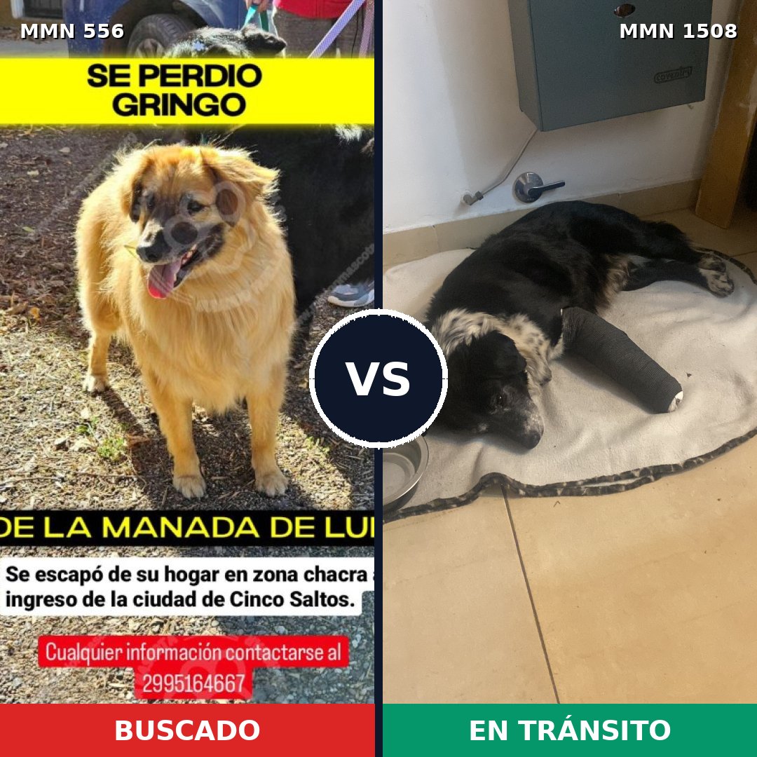 Comparativa MMS 27431: mascota perdida y mascota encontrada, 59% de similitud