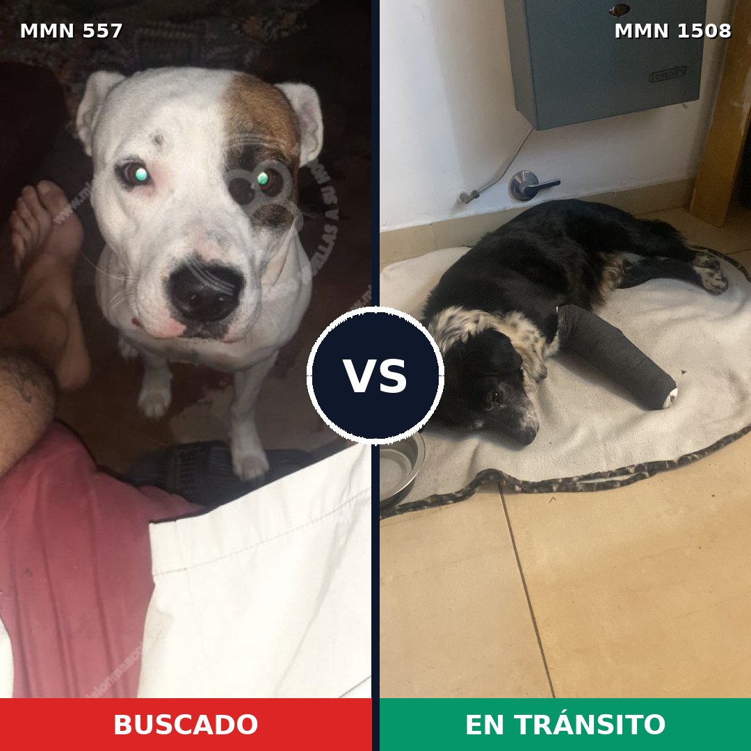 Comparativa MMS 27432: mascota perdida y mascota encontrada, 53% de similitud