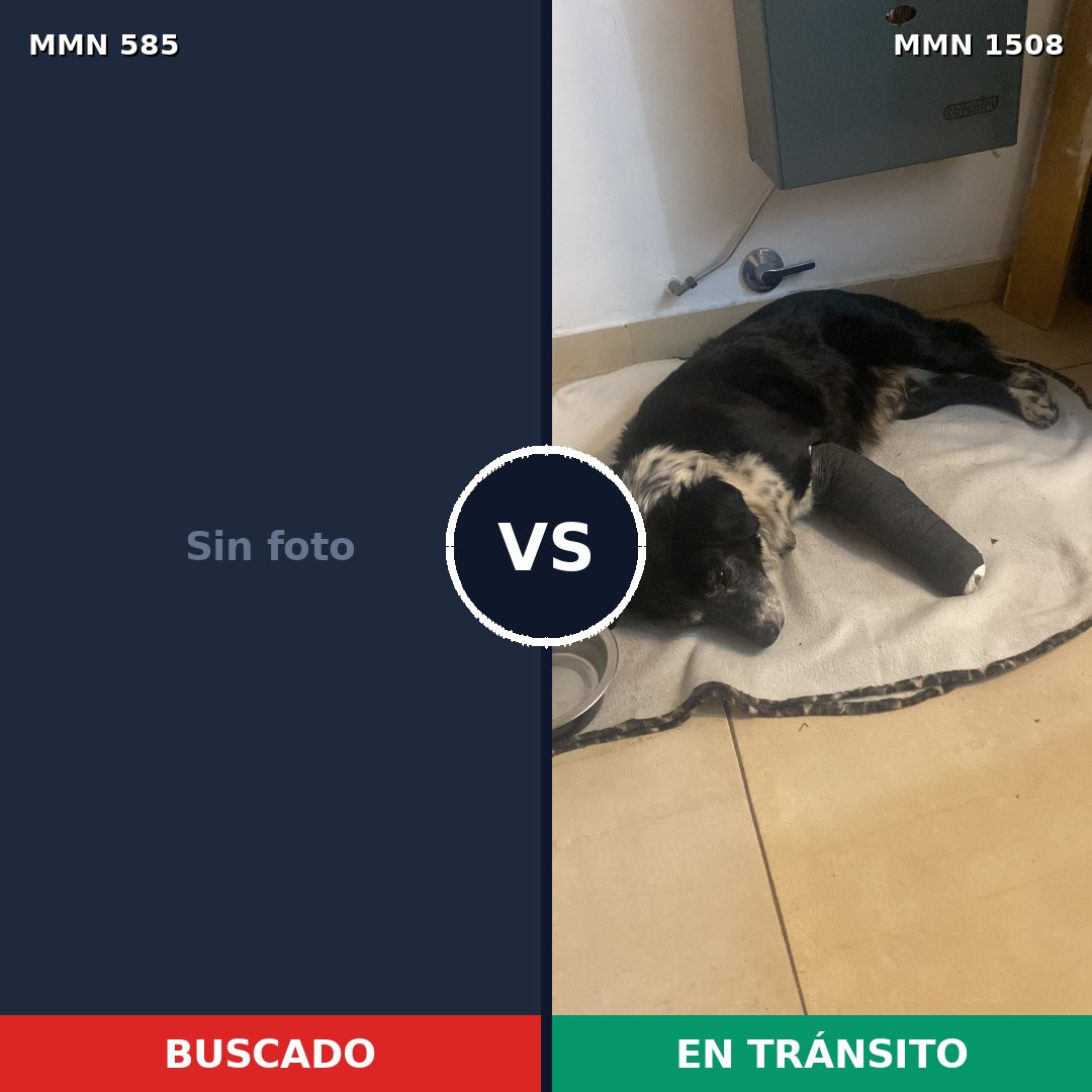 Comparativa MMS 27434: mascota perdida y mascota encontrada, 40% de similitud