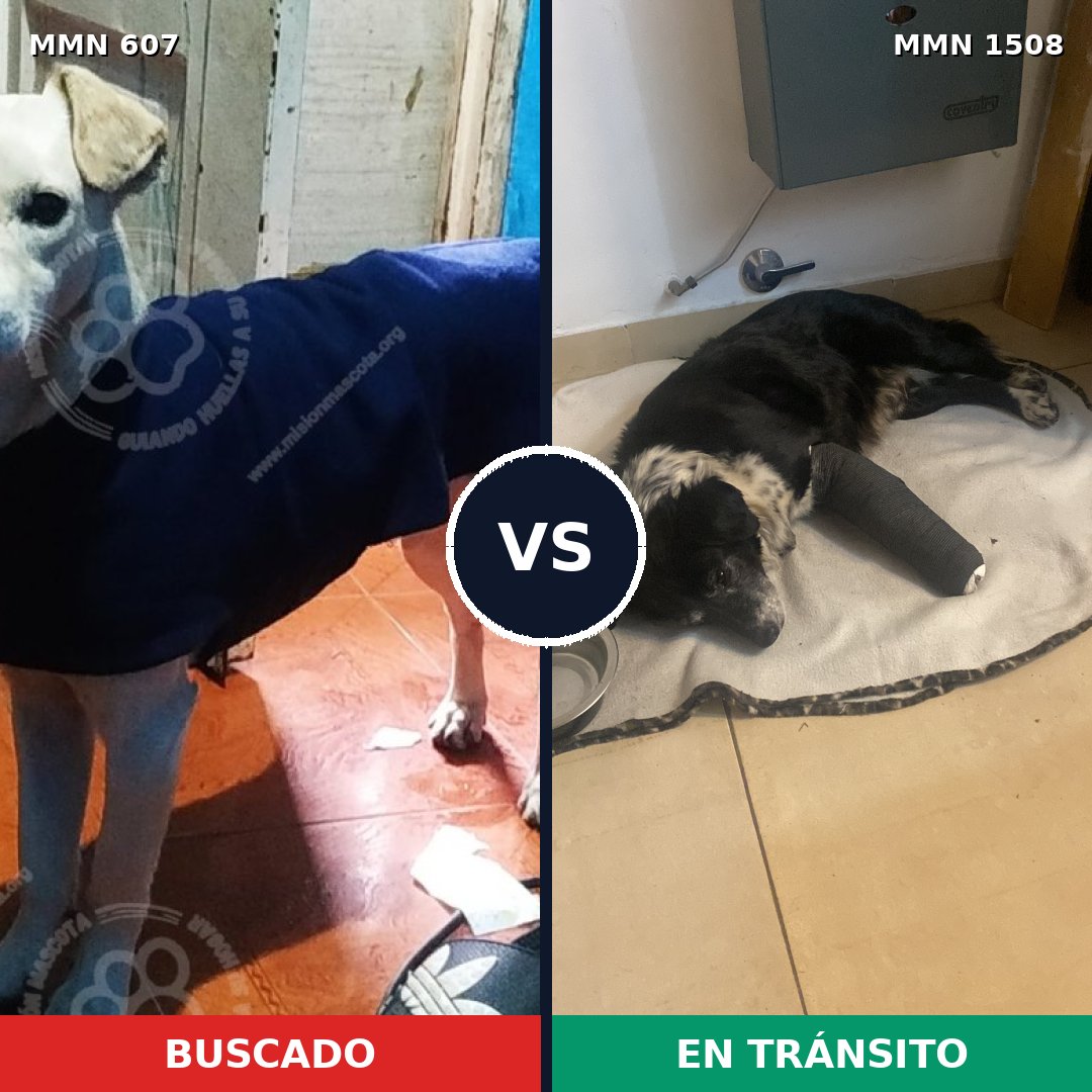 Comparativa MMS 27436: mascota perdida y mascota encontrada, 77% de similitud