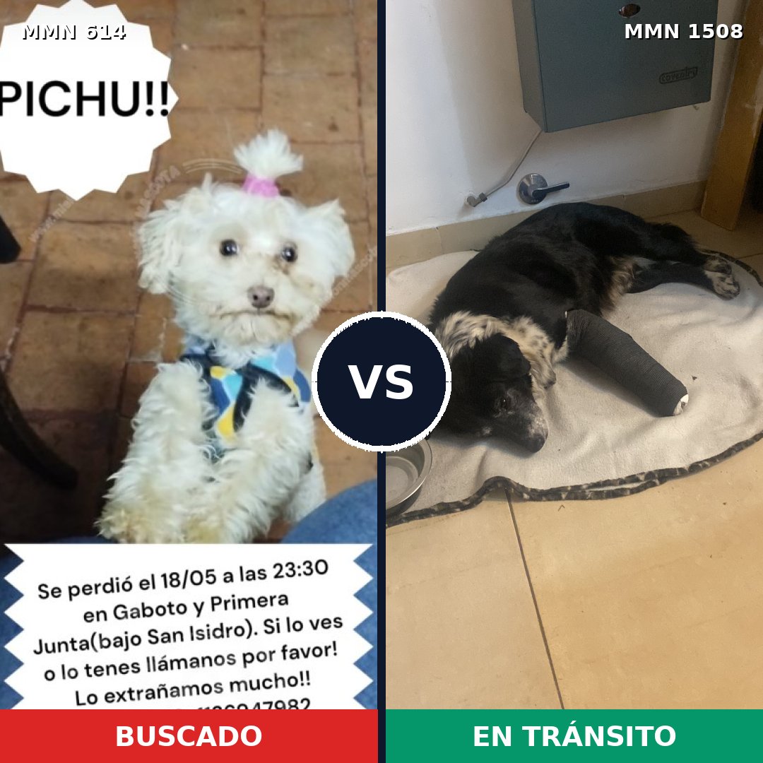 Comparativa MMS 27438: mascota perdida y mascota encontrada, 34% de similitud