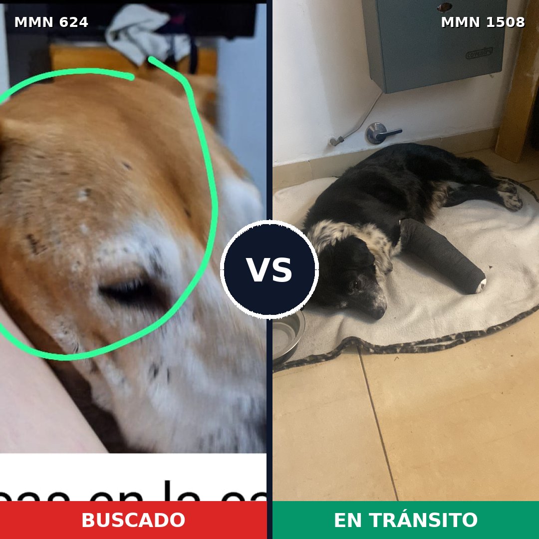 Comparativa MMS 27439: mascota perdida y mascota encontrada, 38% de similitud