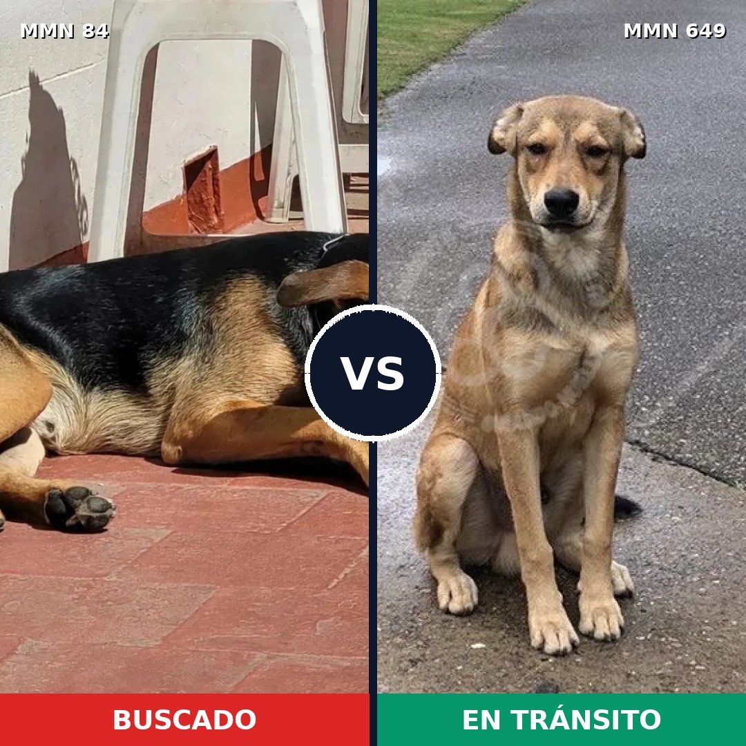 Comparativa MMS 2744: mascota perdida y mascota encontrada, 38% de similitud