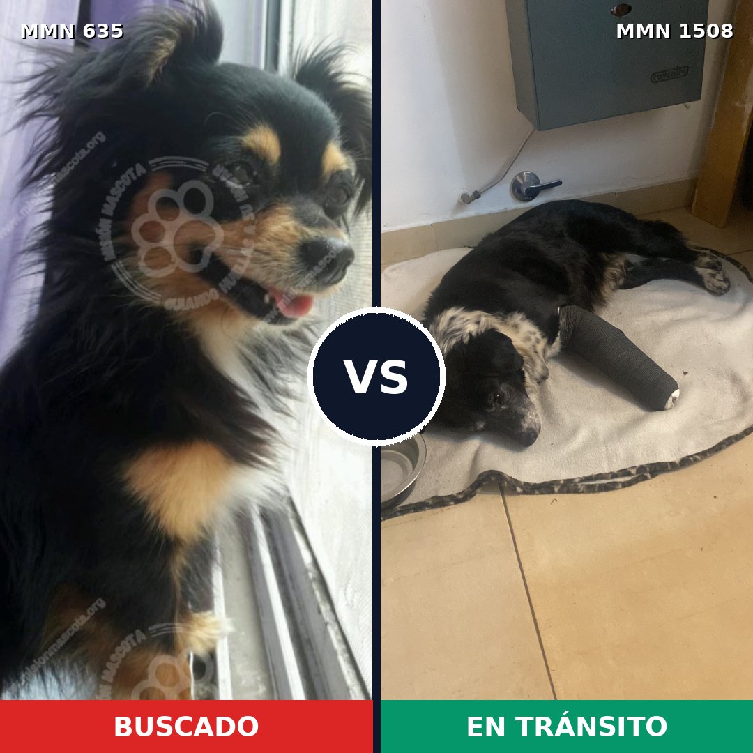 Comparativa MMS 27441: mascota perdida y mascota encontrada, 34% de similitud