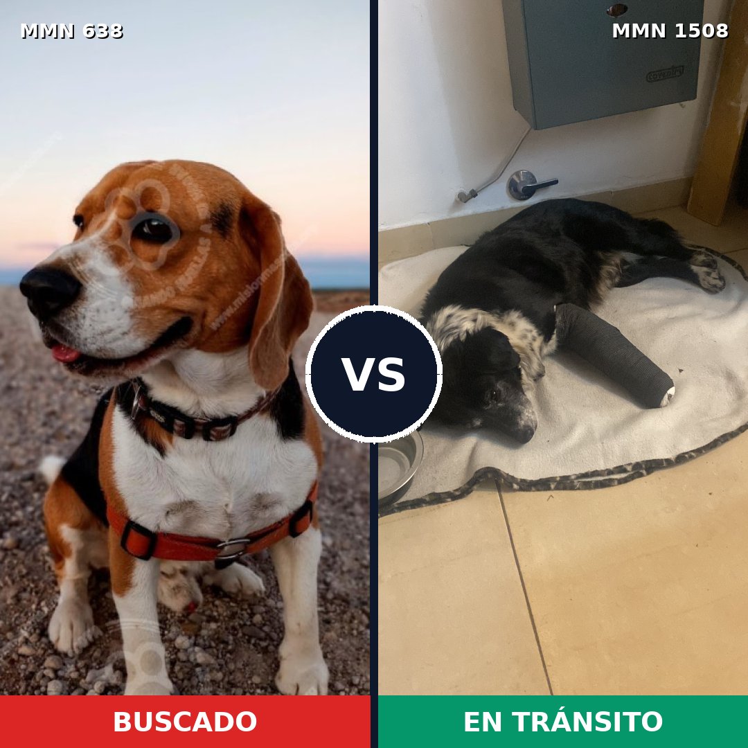 Comparativa MMS 27442: mascota perdida y mascota encontrada, 35% de similitud