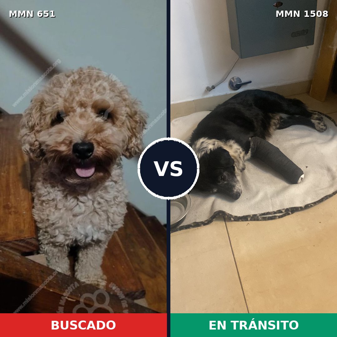 Comparativa MMS 27444: mascota perdida y mascota encontrada, 24% de similitud
