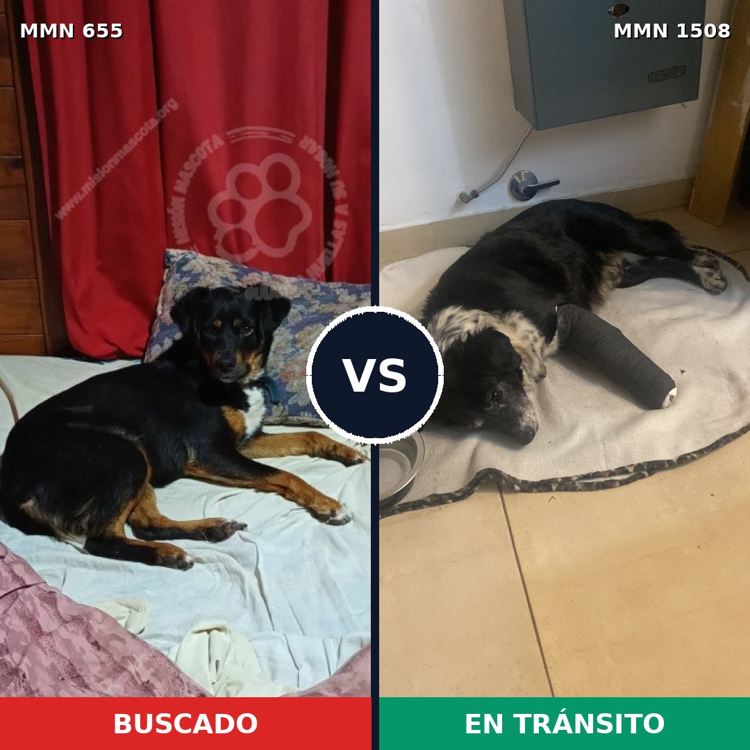 Comparativa MMS 27446: mascota perdida y mascota encontrada, 63% de similitud