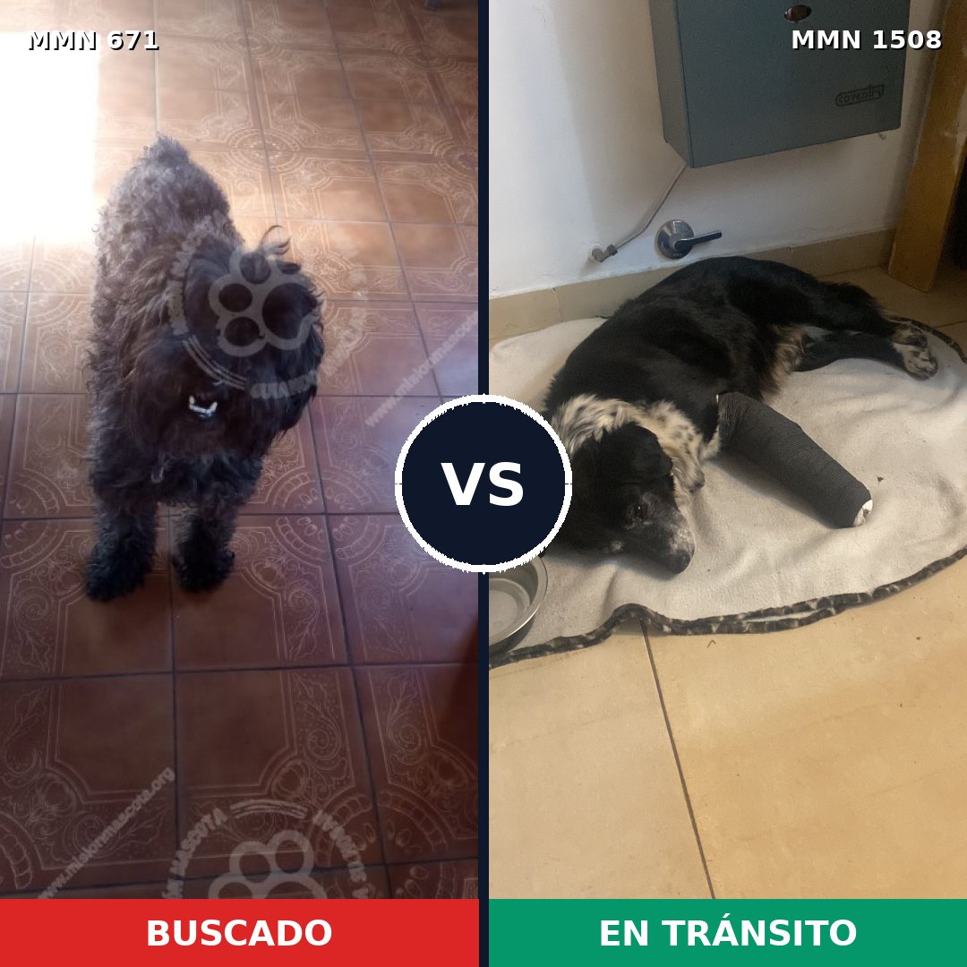 Comparativa MMS 27447: mascota perdida y mascota encontrada, 39% de similitud