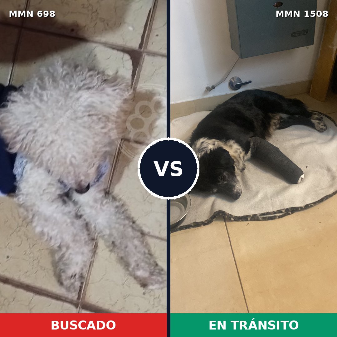 Comparativa MMS 27449: mascota perdida y mascota encontrada, 47% de similitud