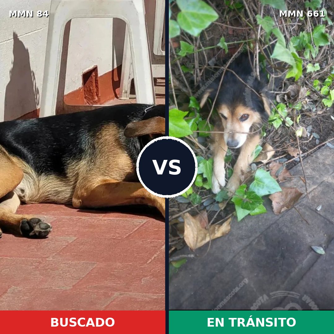 Comparativa MMS 2745: mascota perdida y mascota encontrada, 22% de similitud