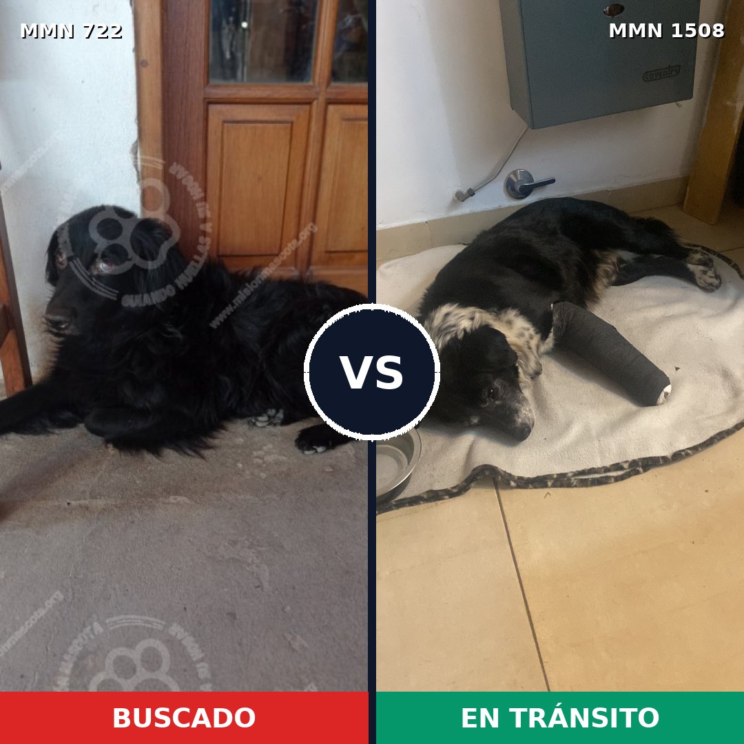 Comparativa MMS 27452: mascota perdida y mascota encontrada, 51% de similitud