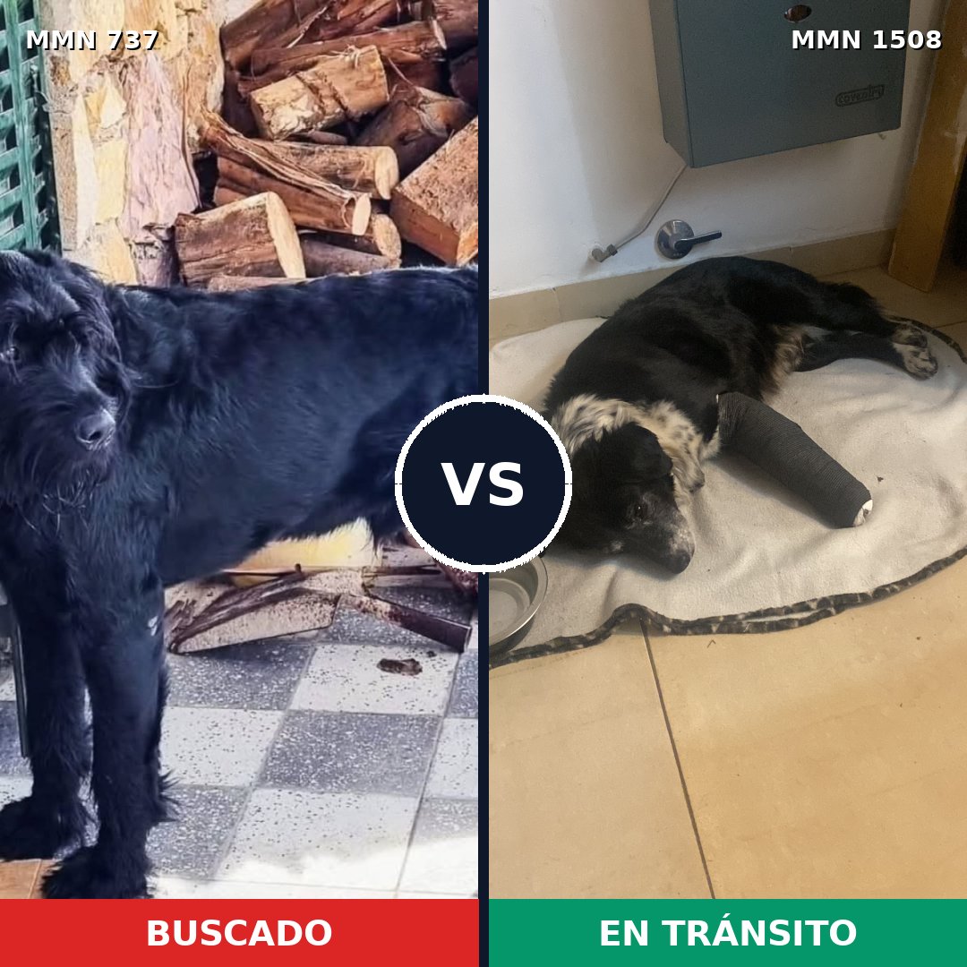 Comparativa MMS 27454: mascota perdida y mascota encontrada, 30% de similitud