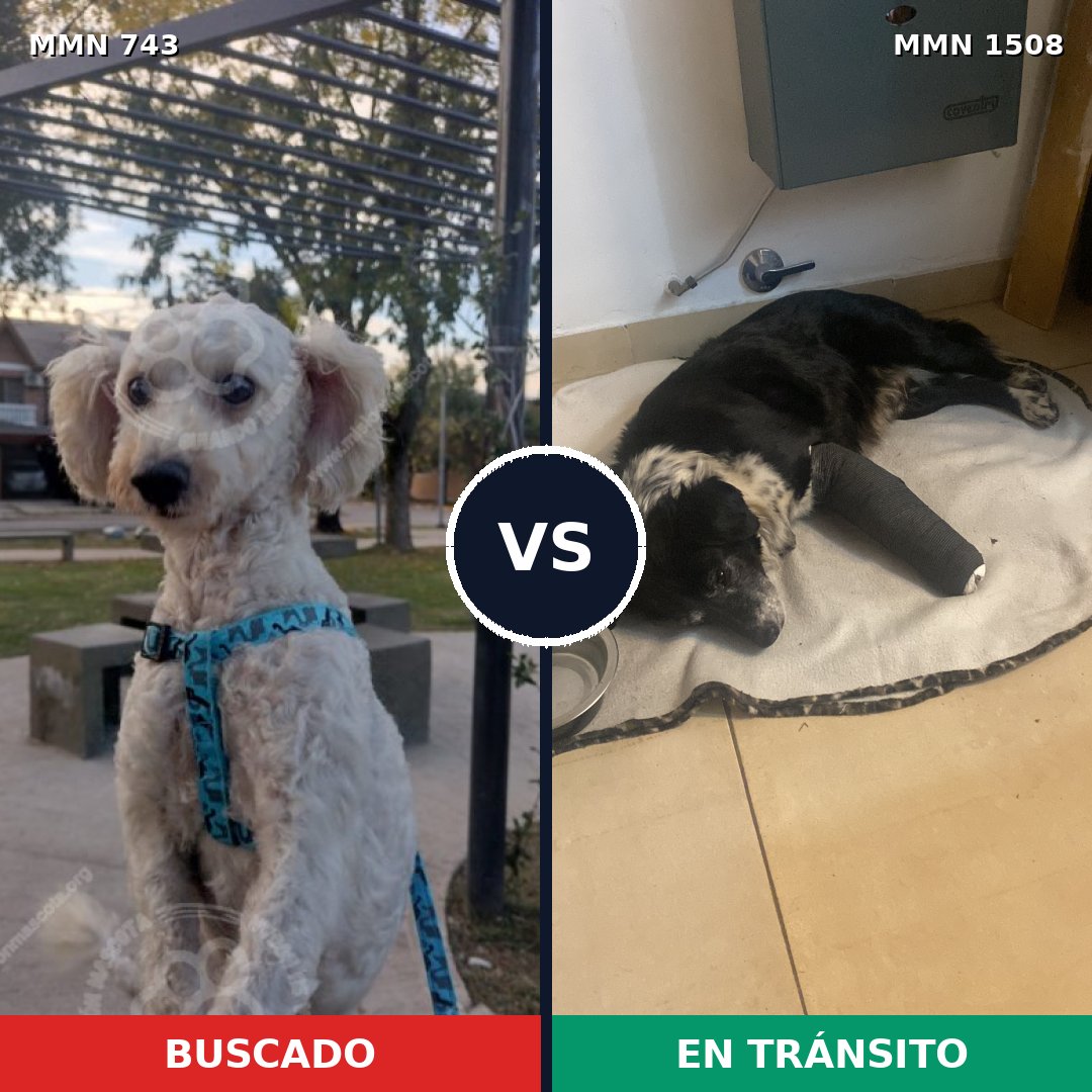 Comparativa MMS 27456: mascota perdida y mascota encontrada, 57% de similitud