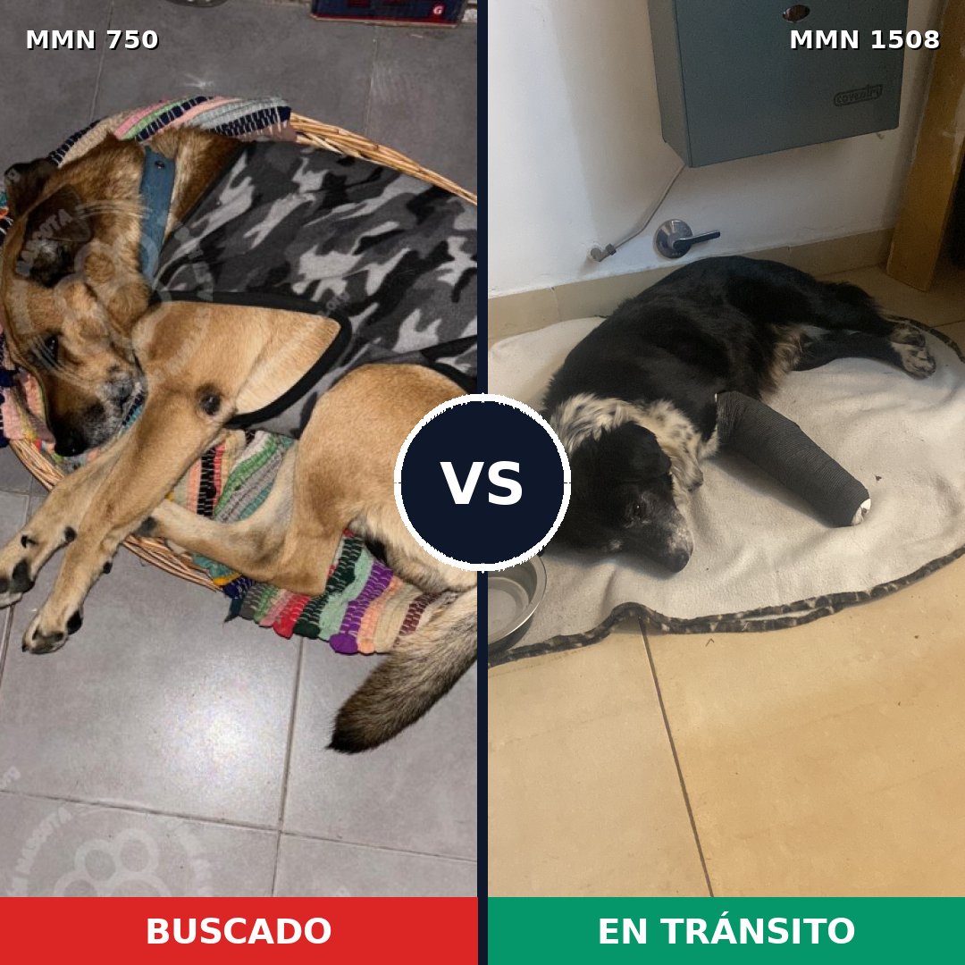 Comparativa MMS 27457: mascota perdida y mascota encontrada, 60% de similitud