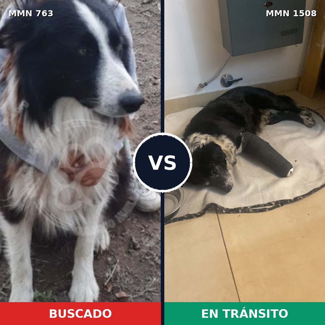 Comparativa MMS 27459: mascota perdida y mascota encontrada, 51% de similitud