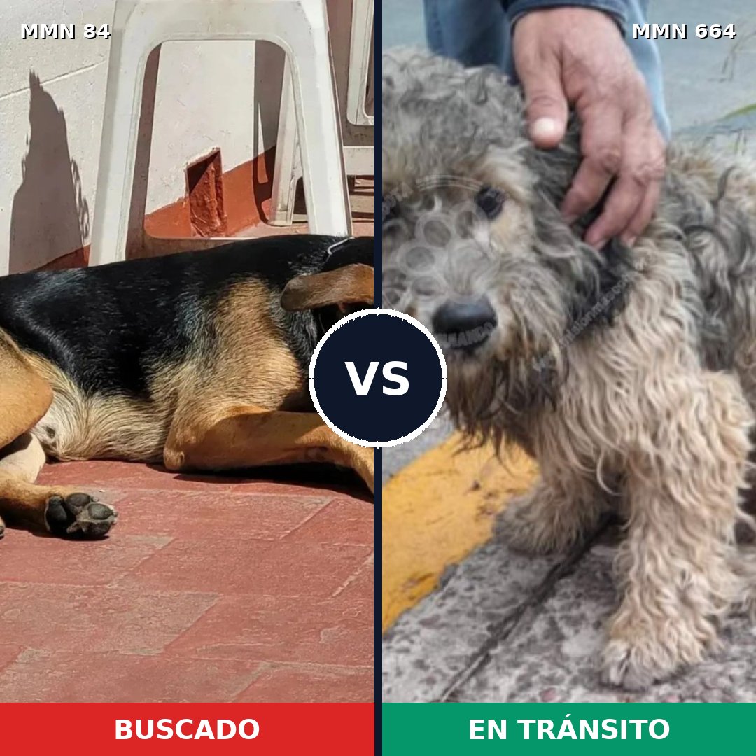 Comparativa MMS 2746: mascota perdida y mascota encontrada, 59% de similitud