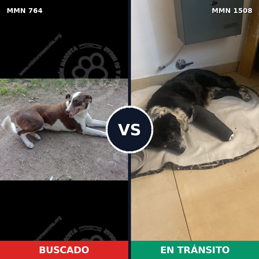 Comparativa MMS 27460: mascota perdida y mascota encontrada, 52% de similitud