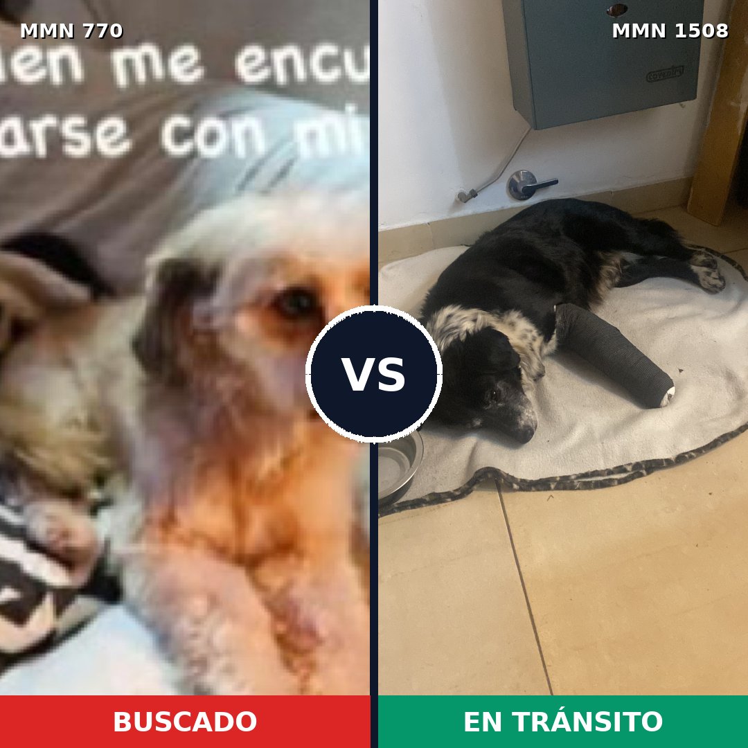 Comparativa MMS 27461: mascota perdida y mascota encontrada, 64% de similitud