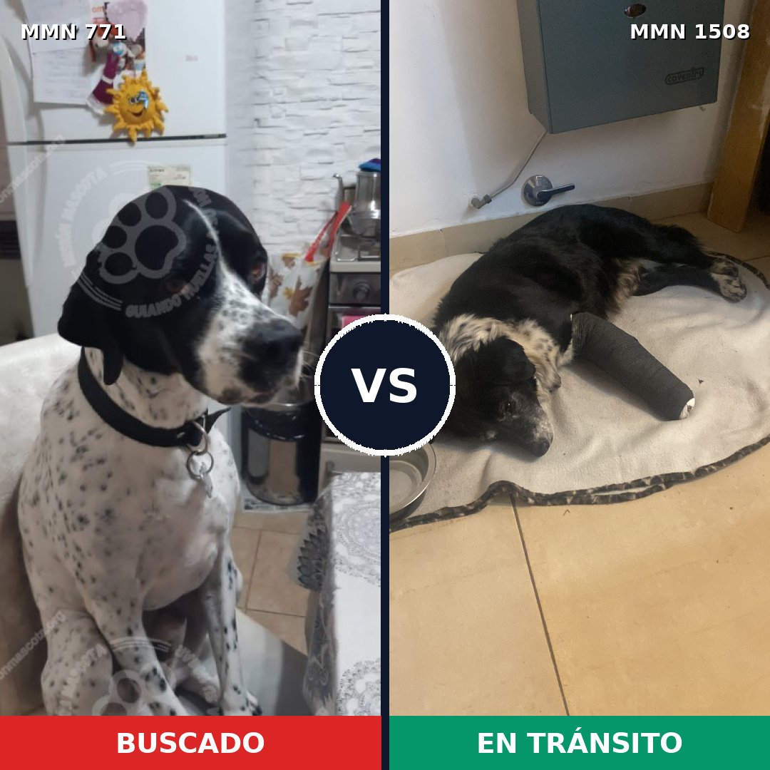 Comparativa MMS 27462: mascota perdida y mascota encontrada, 51% de similitud