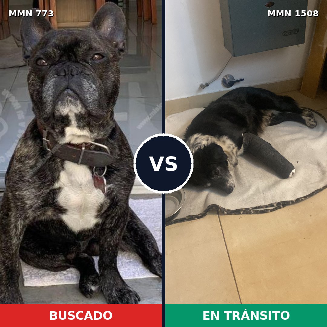 Comparativa MMS 27463: mascota perdida y mascota encontrada, 52% de similitud