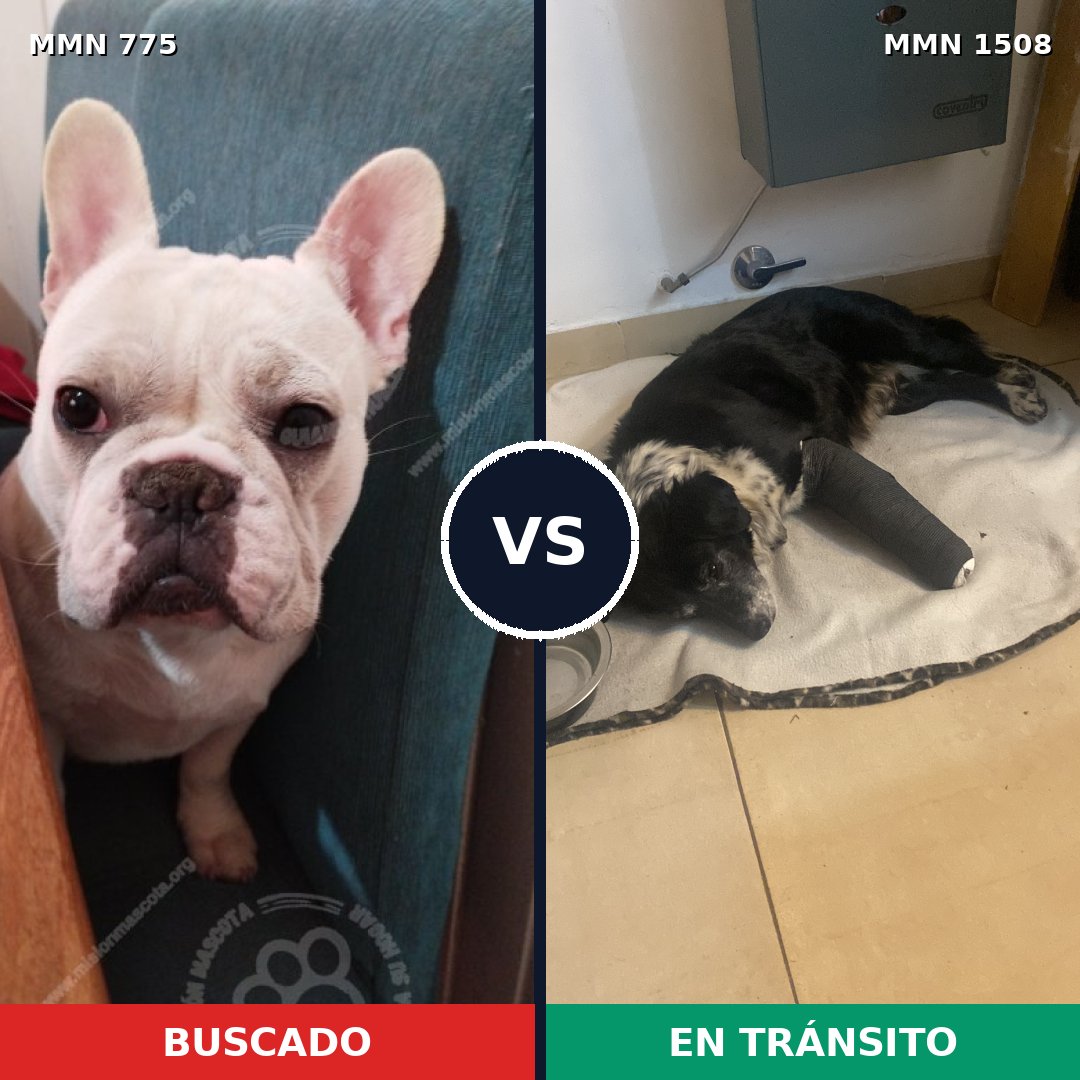 Comparativa MMS 27464: mascota perdida y mascota encontrada, 45% de similitud