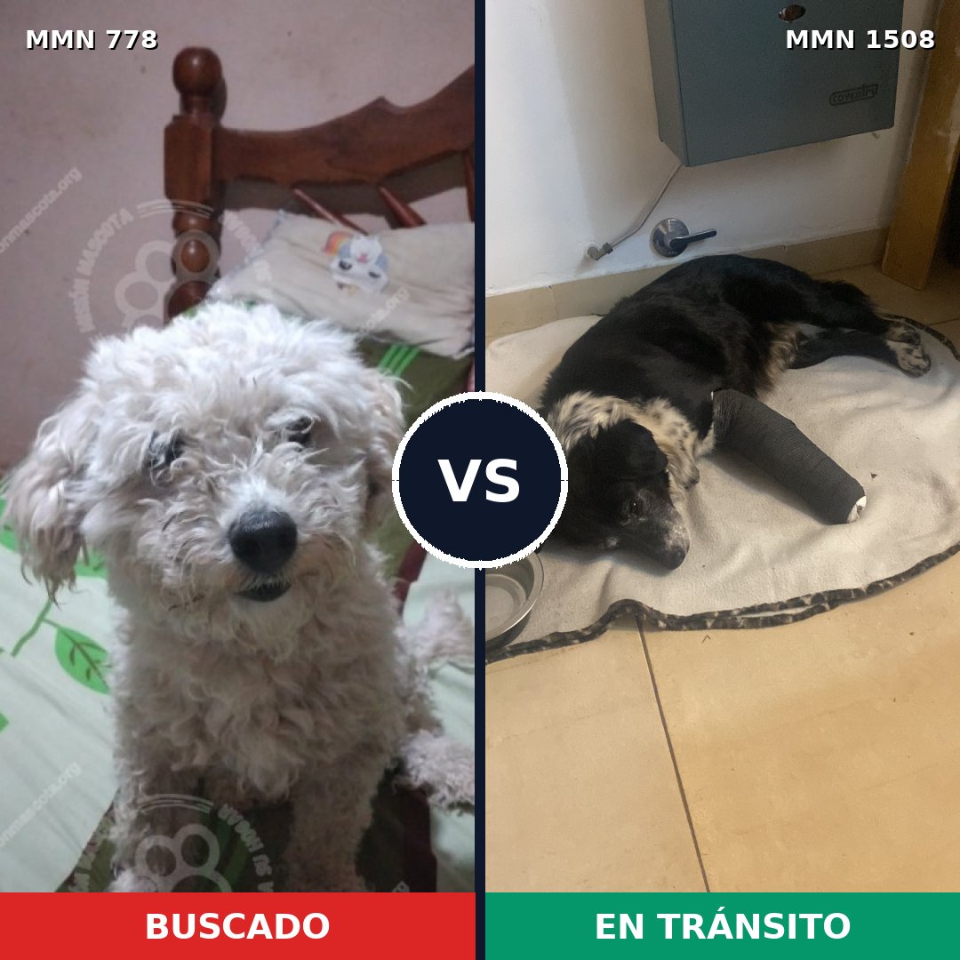 Comparativa MMS 27465: mascota perdida y mascota encontrada, 47% de similitud