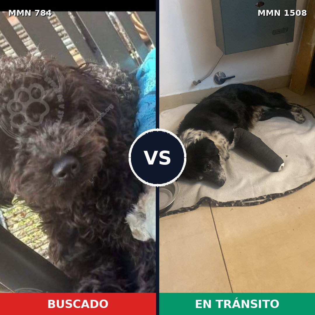 Comparativa MMS 27466: mascota perdida y mascota encontrada, 52% de similitud