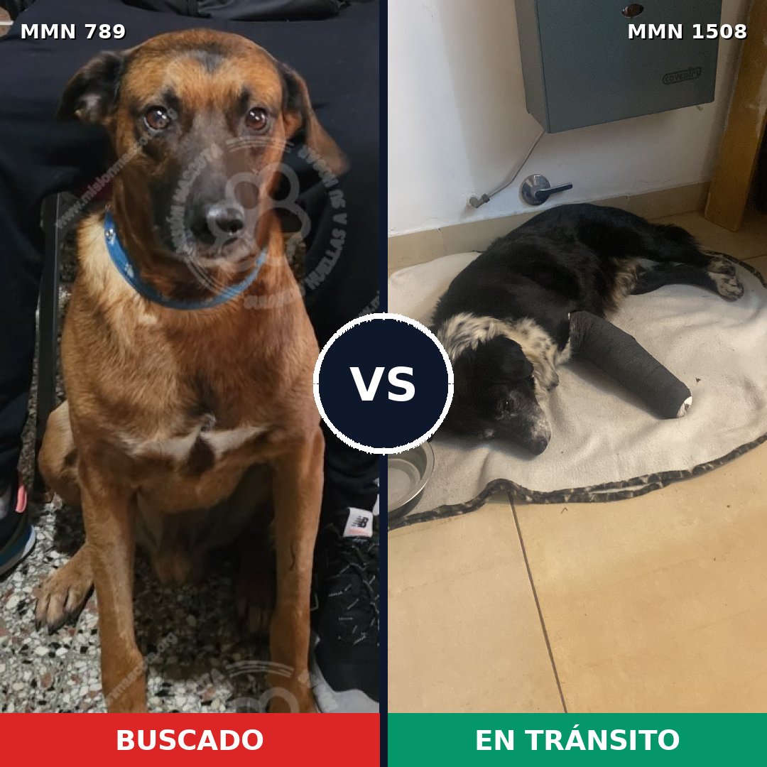 Comparativa MMS 27467: mascota perdida y mascota encontrada, 64% de similitud