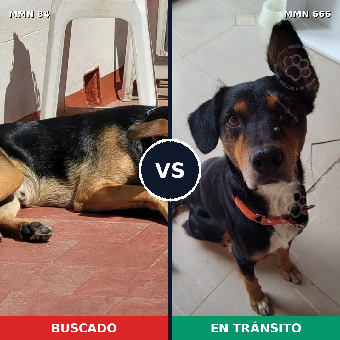 Comparativa MMS 2747: mascota perdida y mascota encontrada, 41% de similitud