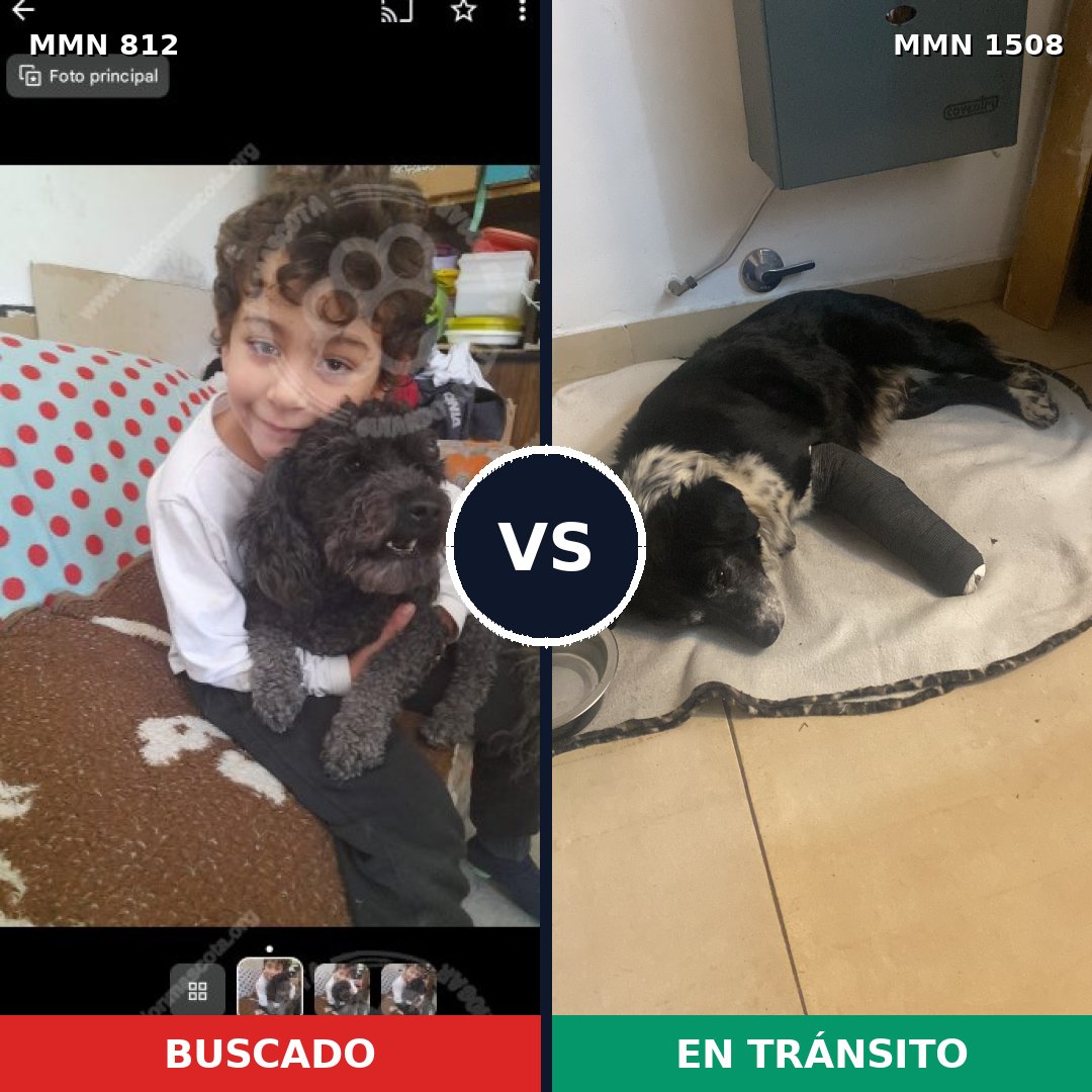 Comparativa MMS 27470: mascota perdida y mascota encontrada, 45% de similitud