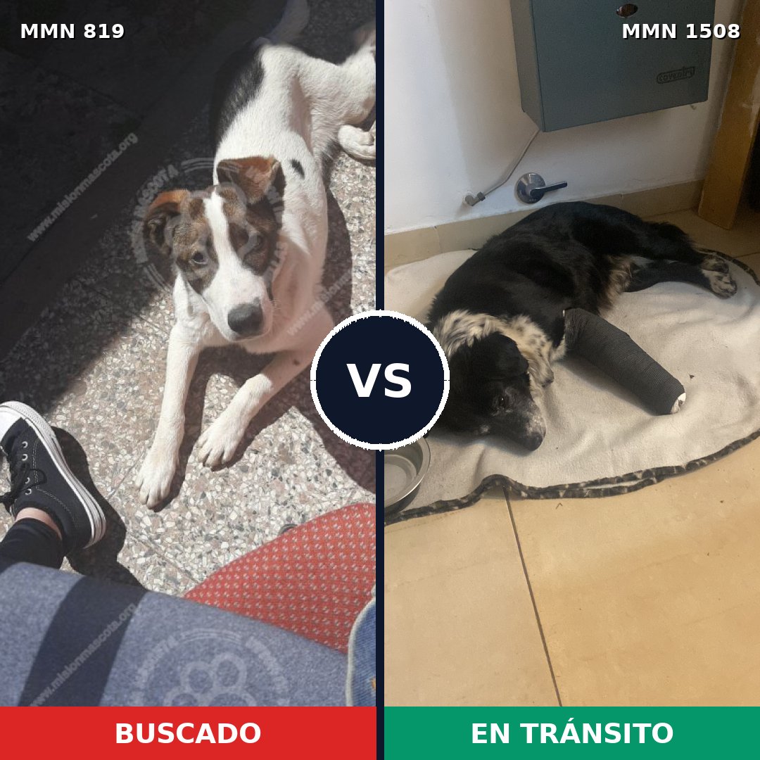 Comparativa MMS 27471: mascota perdida y mascota encontrada, 84% de similitud