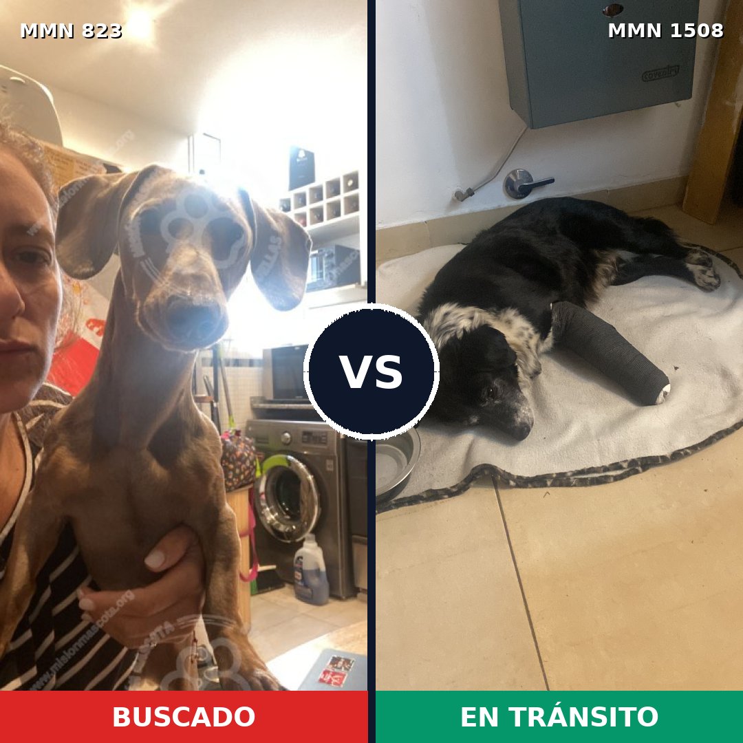 Comparativa MMS 27472: mascota perdida y mascota encontrada, 35% de similitud